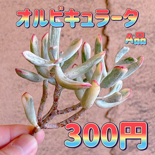 オルビキュラータ　A品　カット苗