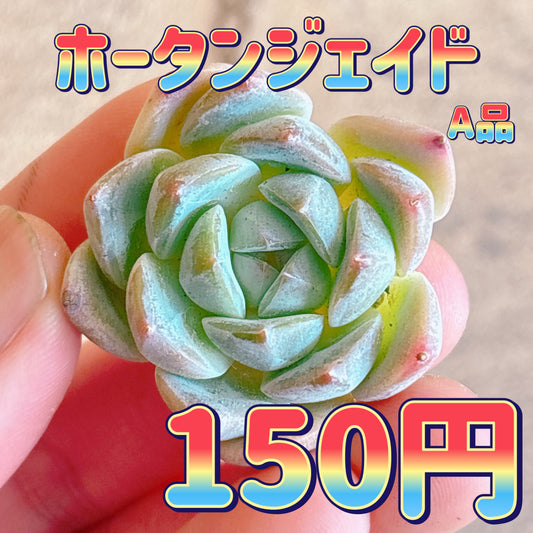 ホータンジェイド　A品　カット苗