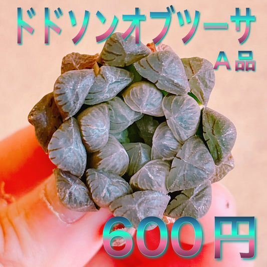 ドドソンオブツーサ　A品　カット苗