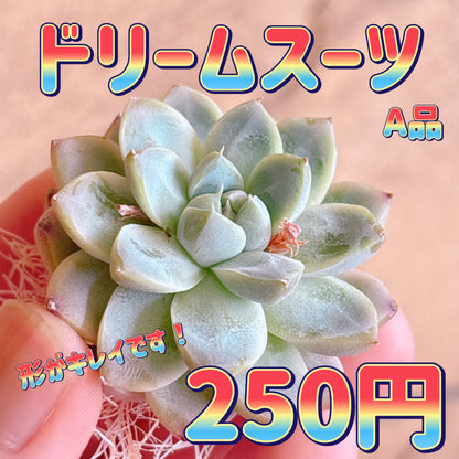 ドリームスーツ　A品　カット苗