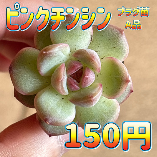 ピンクチンシン　A品　プラグ苗