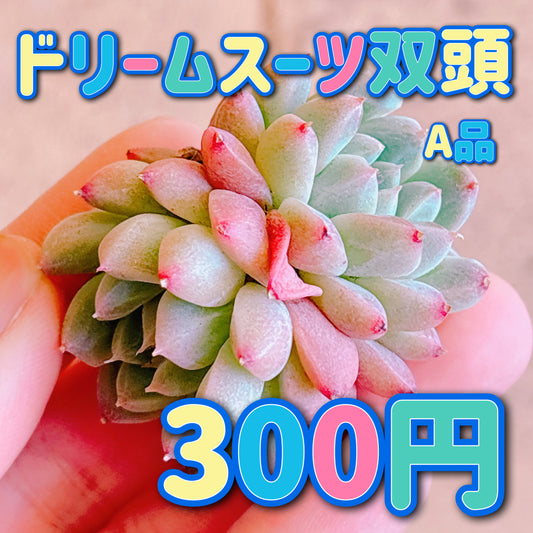 ドリームスーツ双頭　A品　カット苗