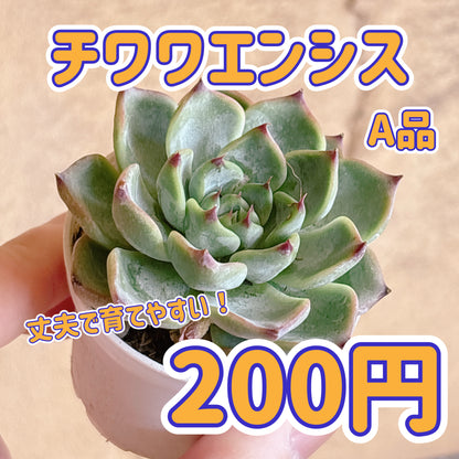 チワワエンシス　A品　根付き苗
