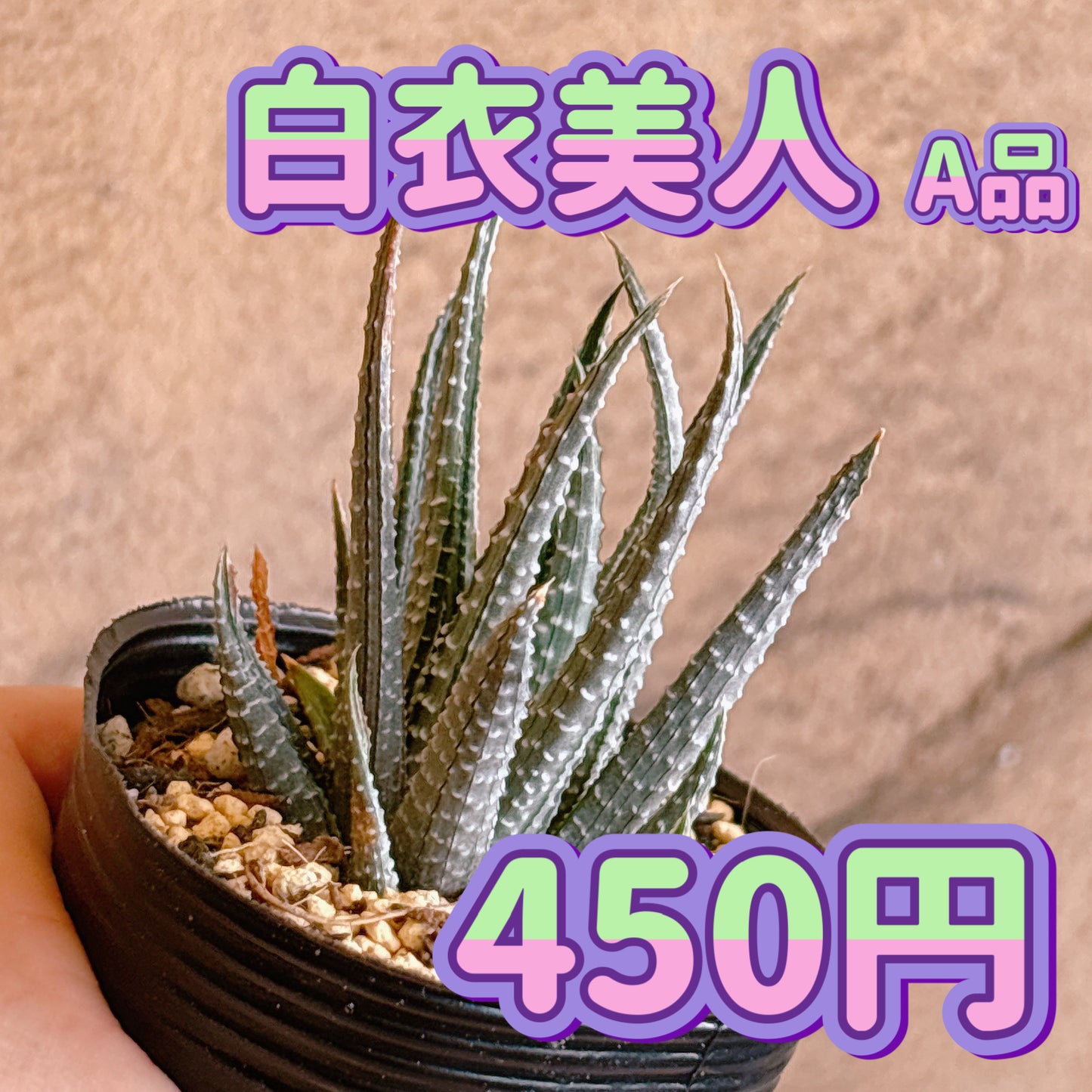 白衣美人　A品　根付き苗