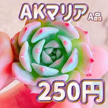 AKマリア　A品　カット苗