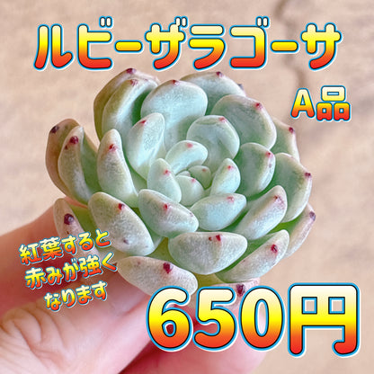 ルビーザラゴーサ　A品　カット苗