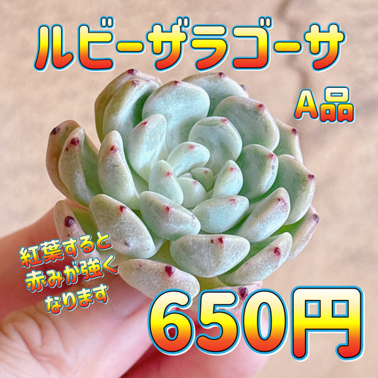 ルビーザラゴーサ　A品　カット苗