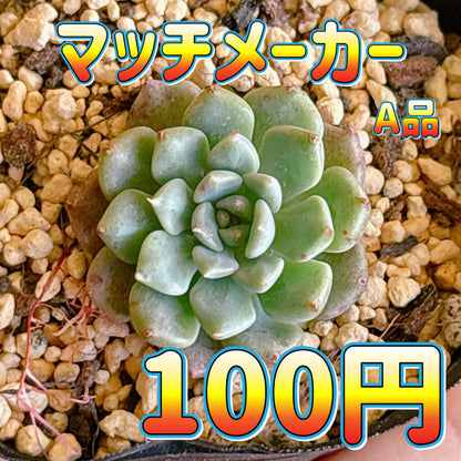 マッチメーカー　A品　根付き苗