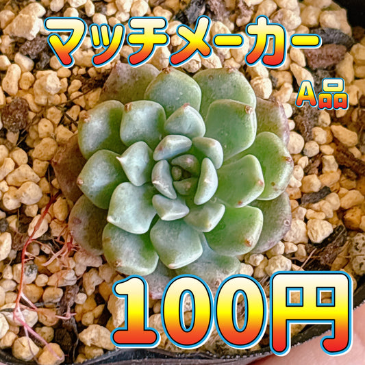 マッチメーカー　A品　根付き苗