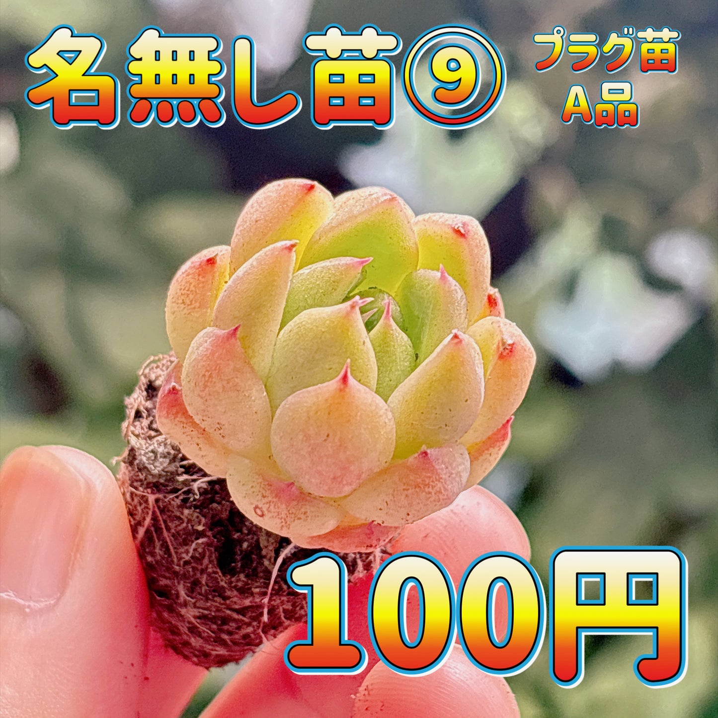 名無し苗９　A品　プラグ苗