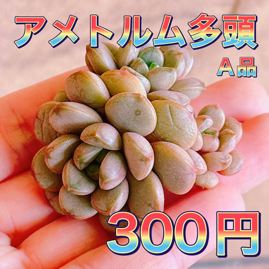 アメトルム群生　A品　カット苗