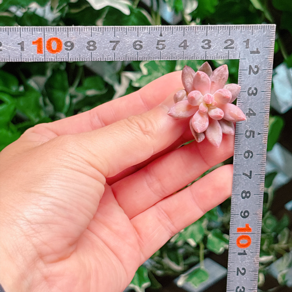 キンギョヒメ　A品　カット苗