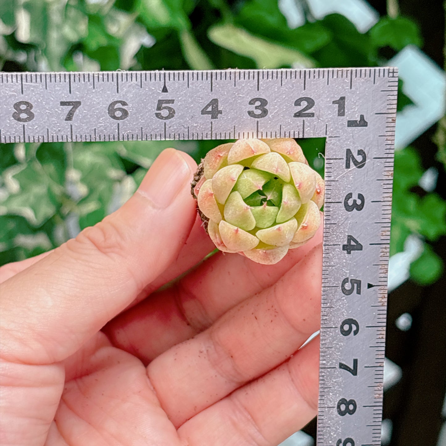 名無し苗９　A品　プラグ苗