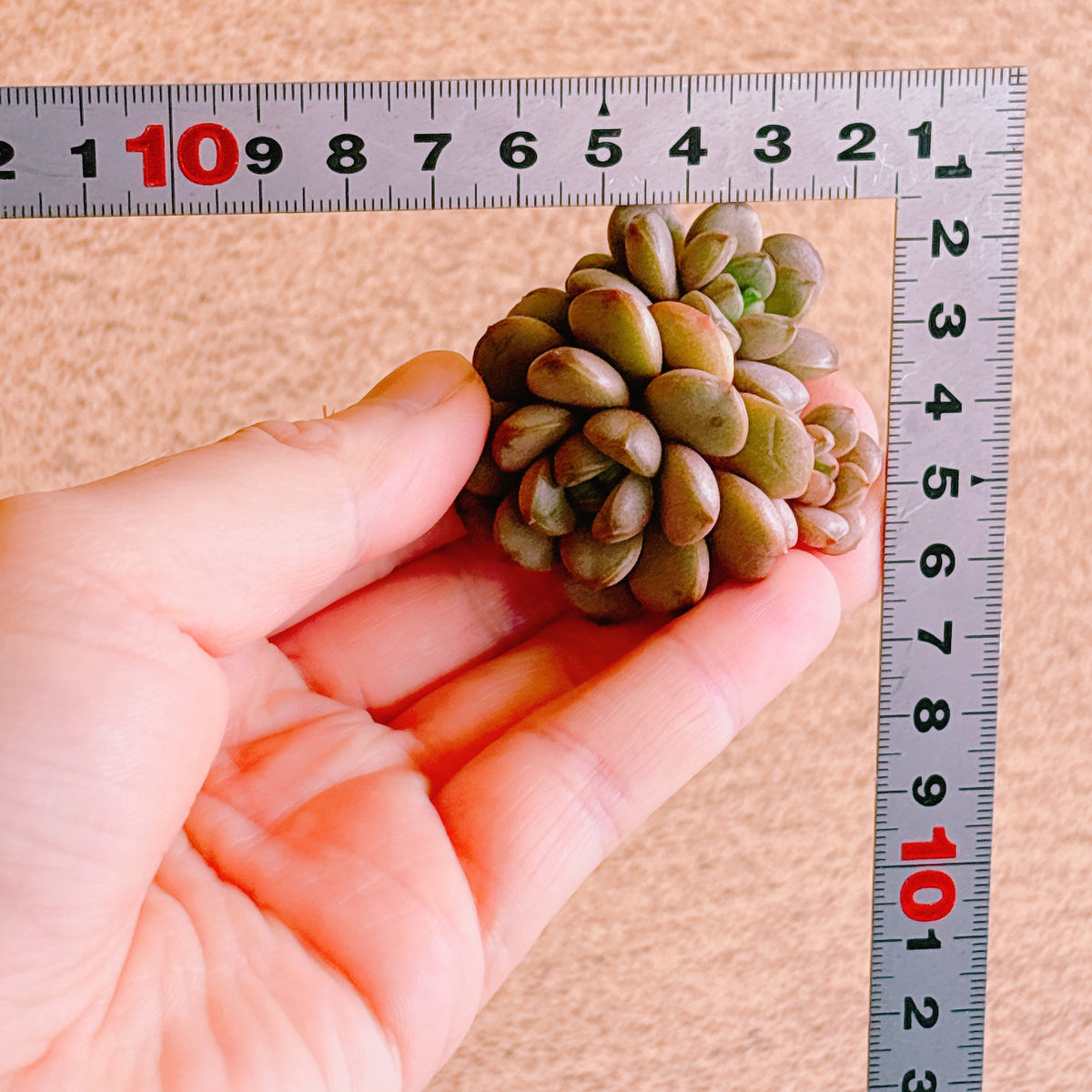 アメトルム群生 A品 カット苗 – Bull Succulent
