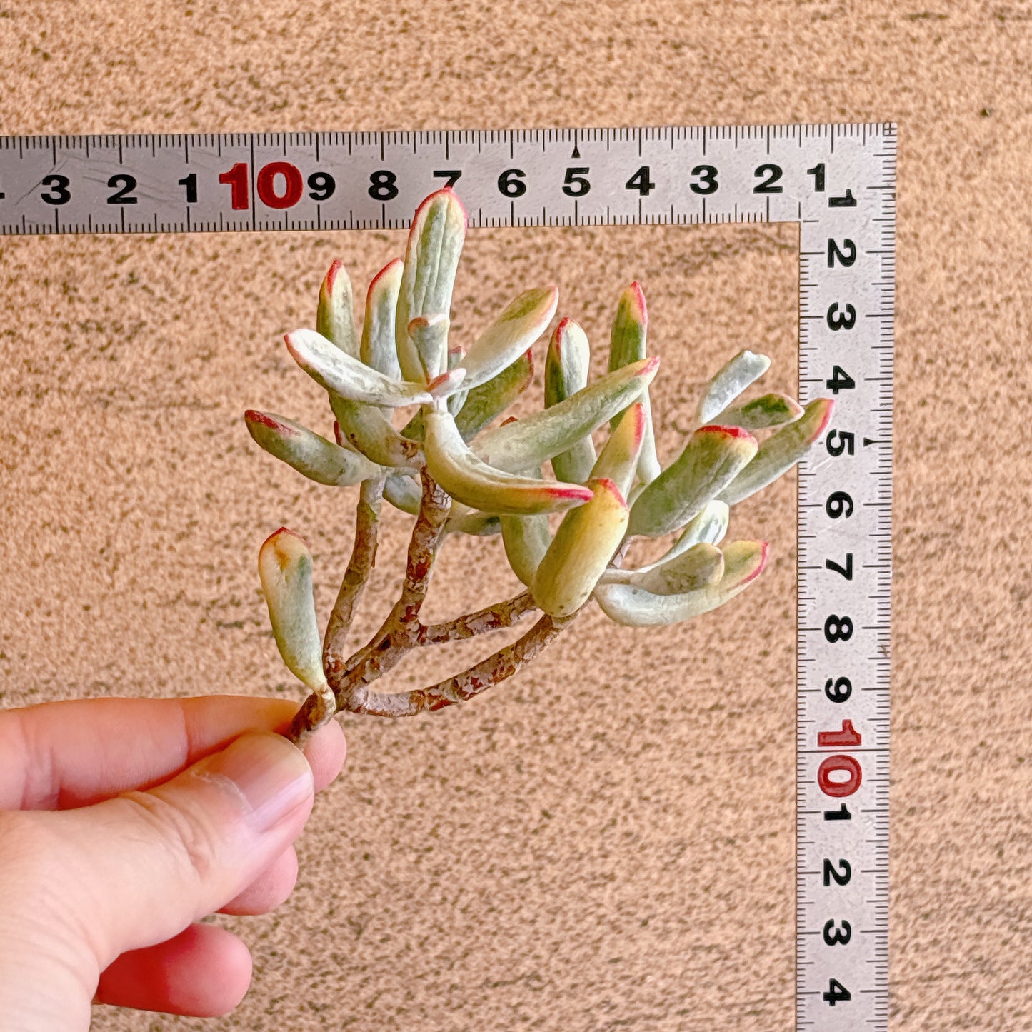 オルビキュラータ　A品　カット苗