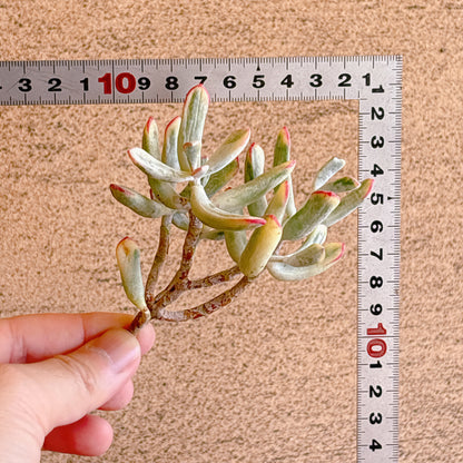 オルビキュラータ　A品　カット苗