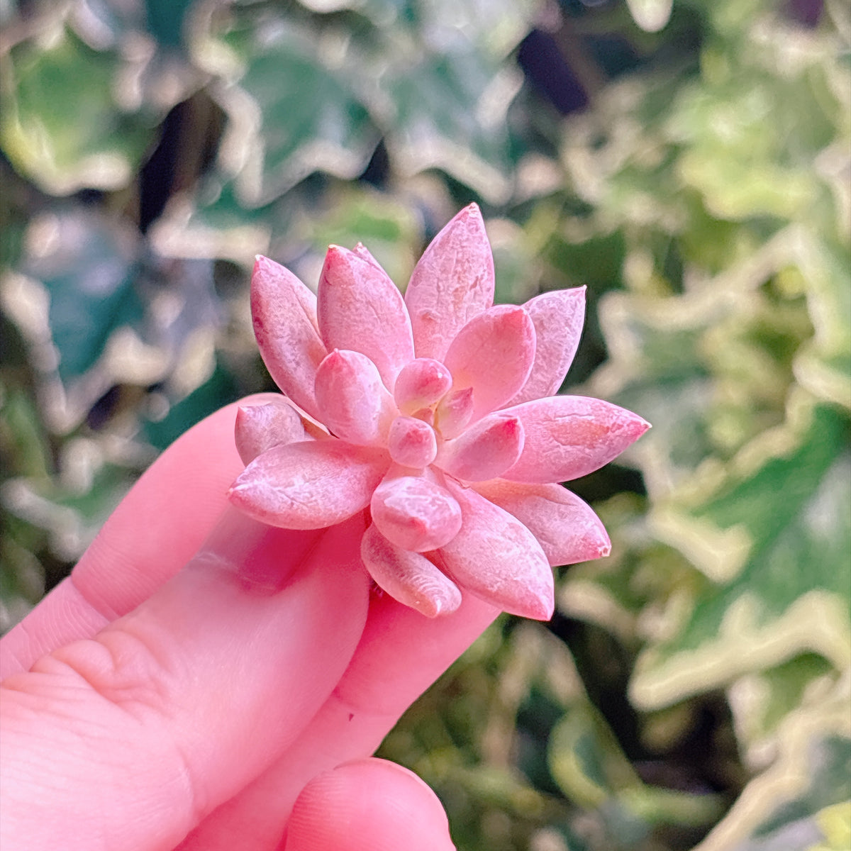 キンギョヒメ　A品　カット苗