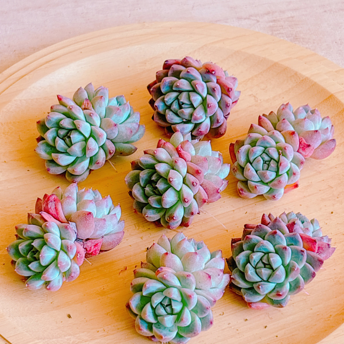 ドリームスーツ双頭 A品 カット苗 – Bull Succulent