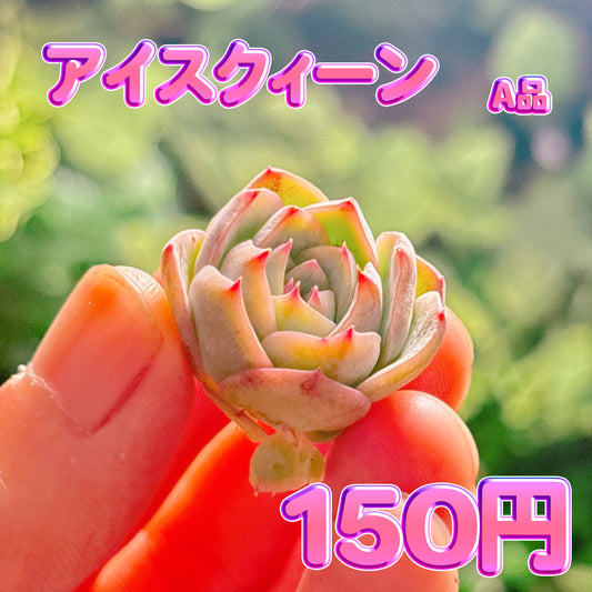 アイスクィーン　A品　カット苗