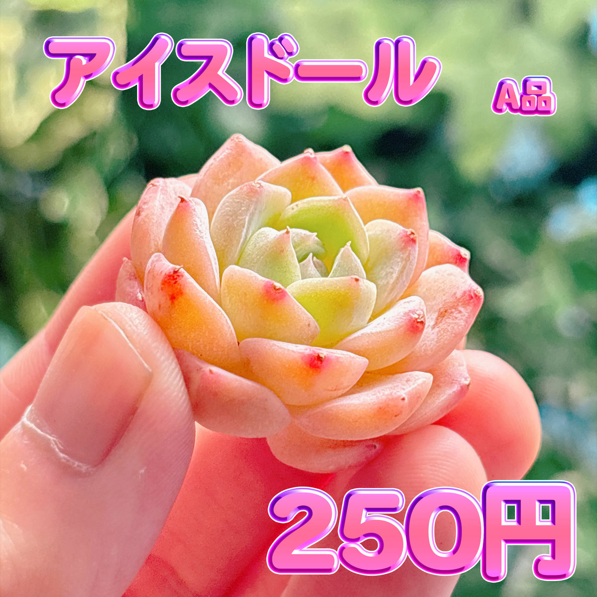 アイスドール　A品　カット苗