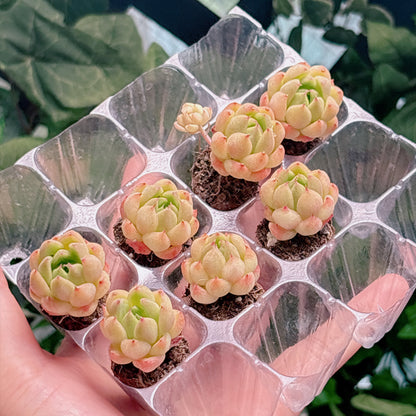 名無し苗９　A品　プラグ苗