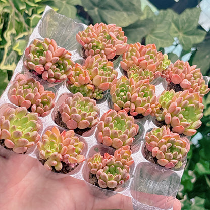 ピンクルビー　A品　プラグ苗