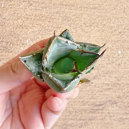 金剛狼（ウルヴァリン）　A品　カット苗