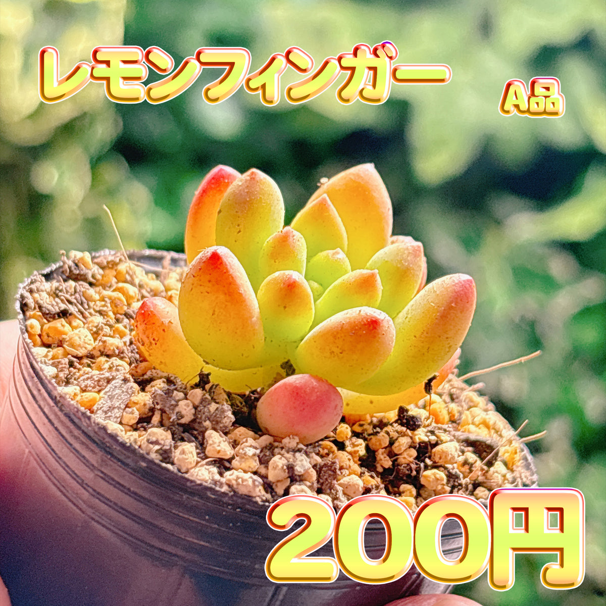 レモンフィンガー　A品　根付き苗