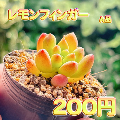 レモンフィンガー　A品　根付き苗