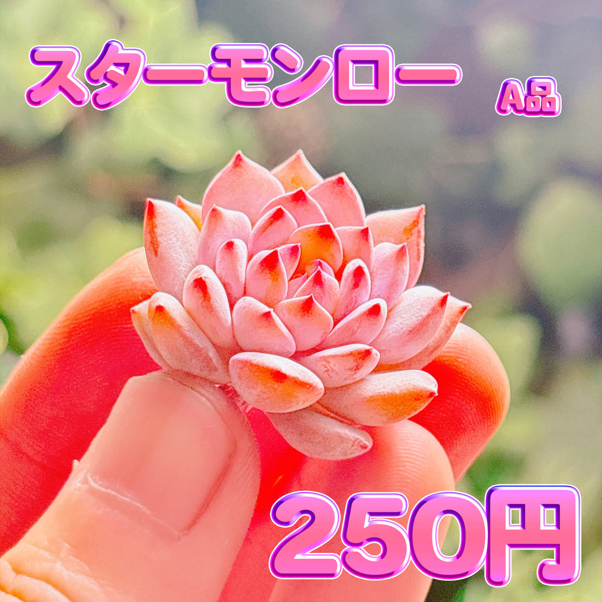 スターモンロー　A品　カット苗