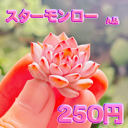 スターモンロー　A品　カット苗
