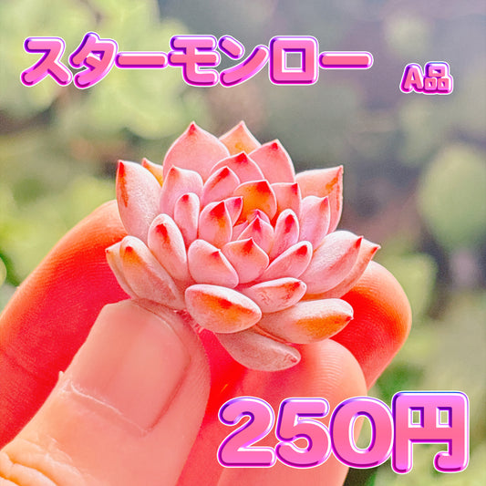 スターモンロー　A品　カット苗