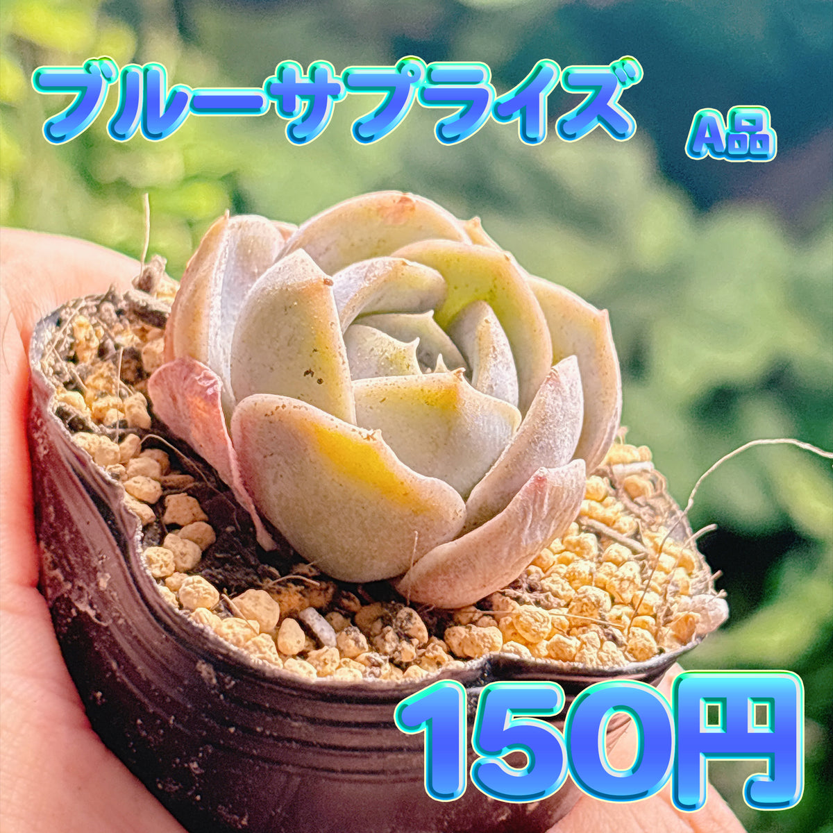 ブルーサプライズ　A品　根付き苗