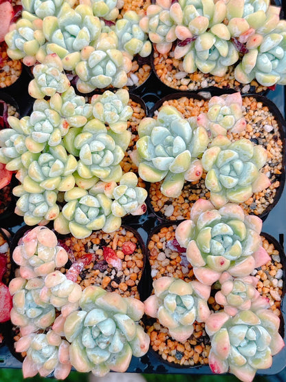 氷の花　A品