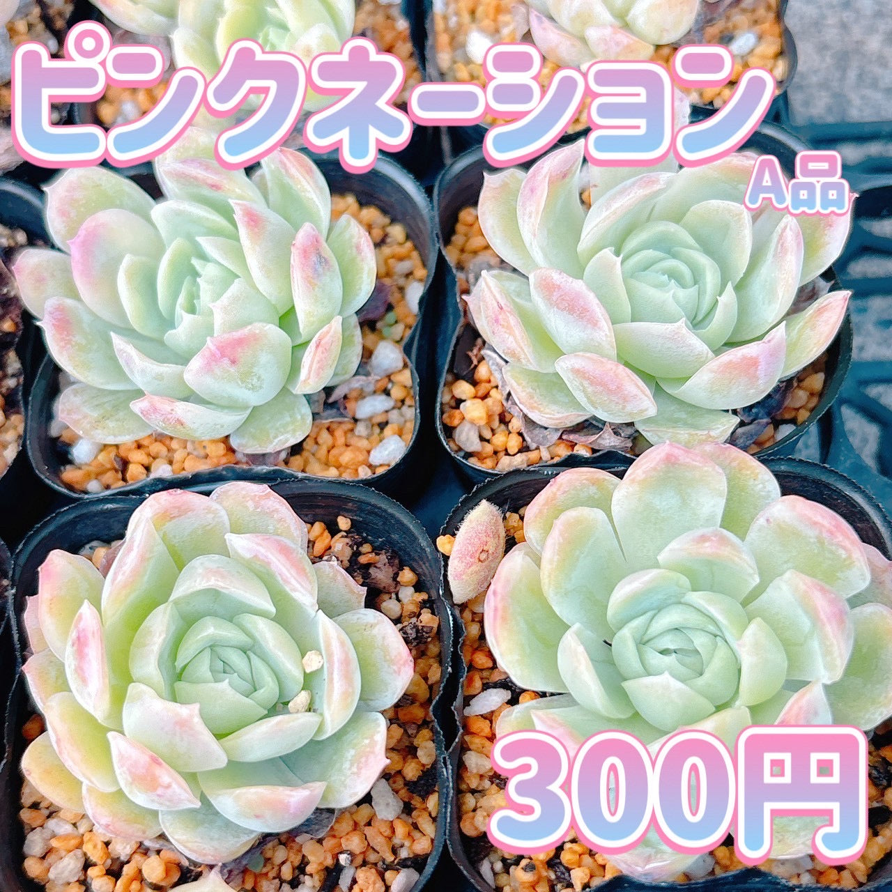 ピンクネーション　A品