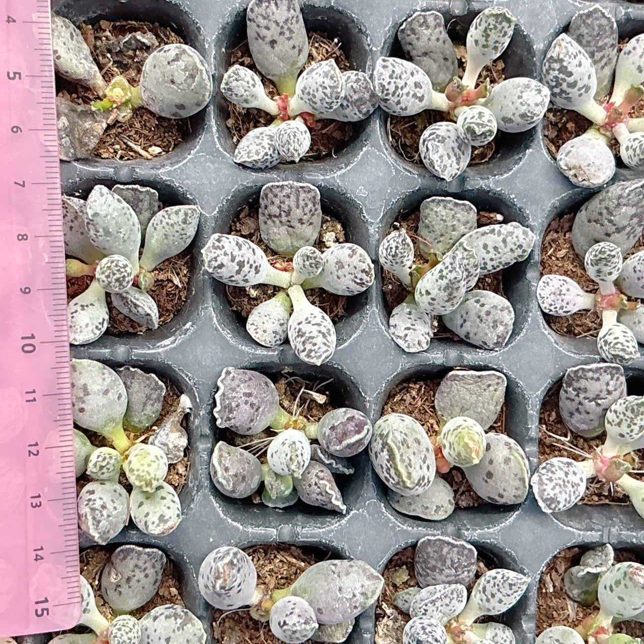 アザラシ　A品　プラグ苗