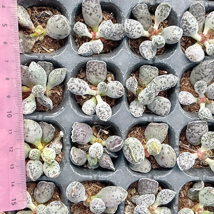 アザラシ　A品　プラグ苗