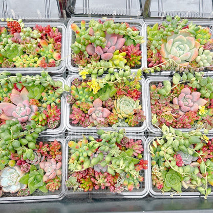 寄せ植えセット　A品
