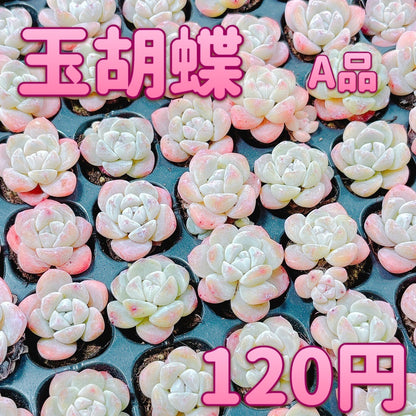 玉胡蝶　A品　プラグ苗