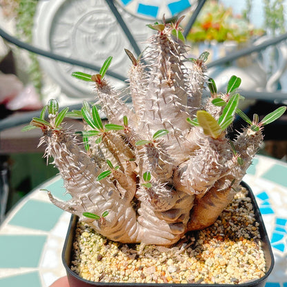 パキポディウム　ロスラーツム　特級品