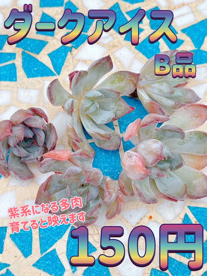 ダークアイス　A品
