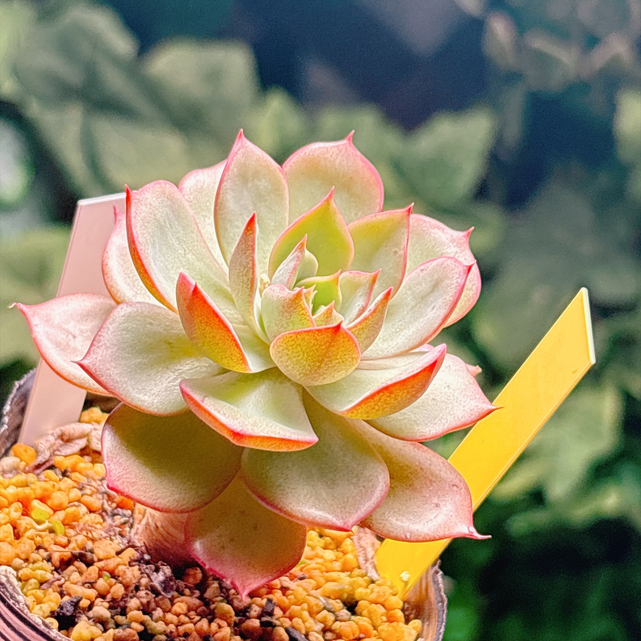 多肉植物の販売・通販サイト | Bull Succulent(ブルサキュレント)