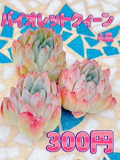 バイオレットクィーン　A品