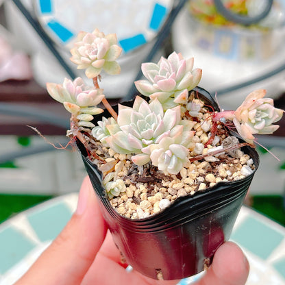 プロリフィカ錦　A品　45