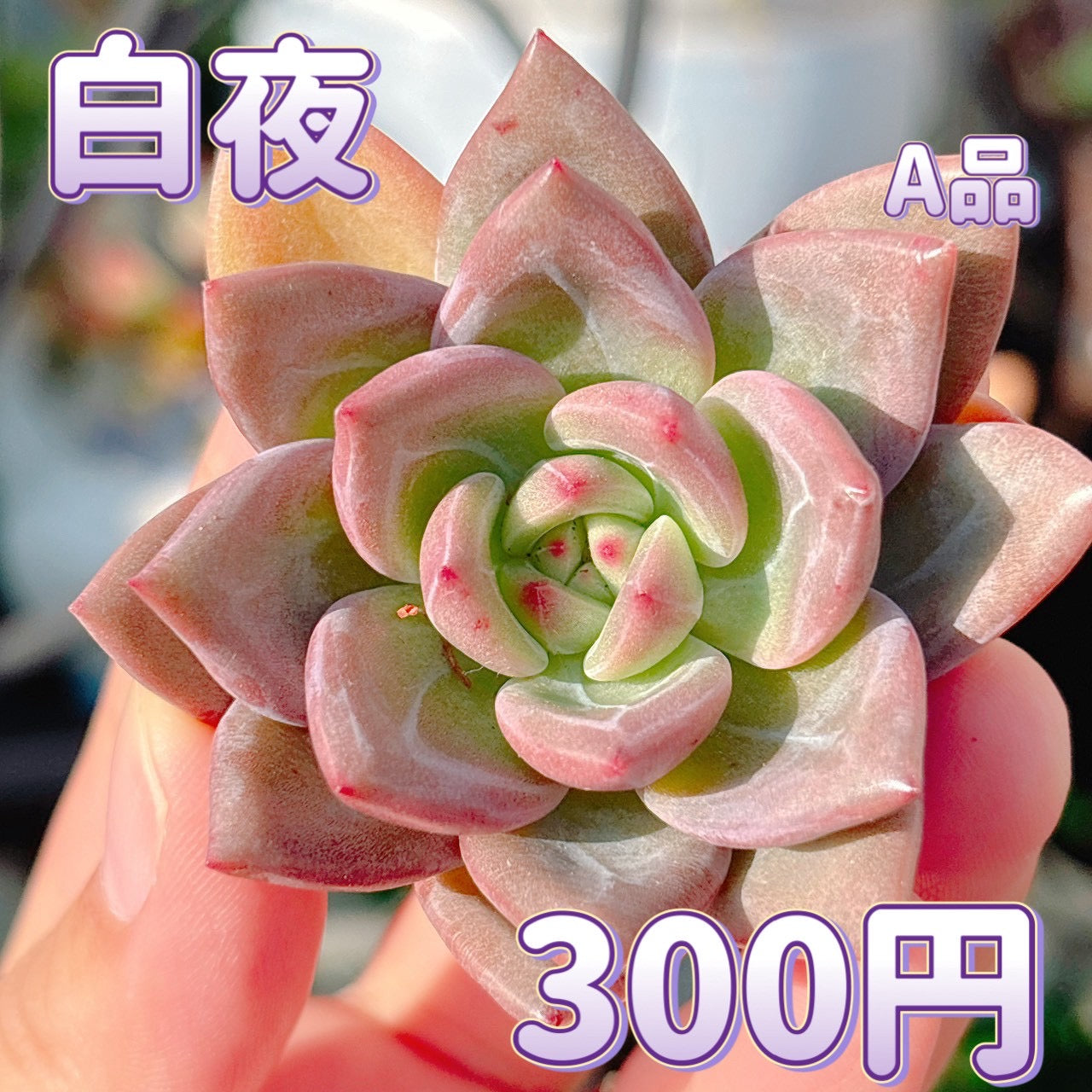 白夜　A品