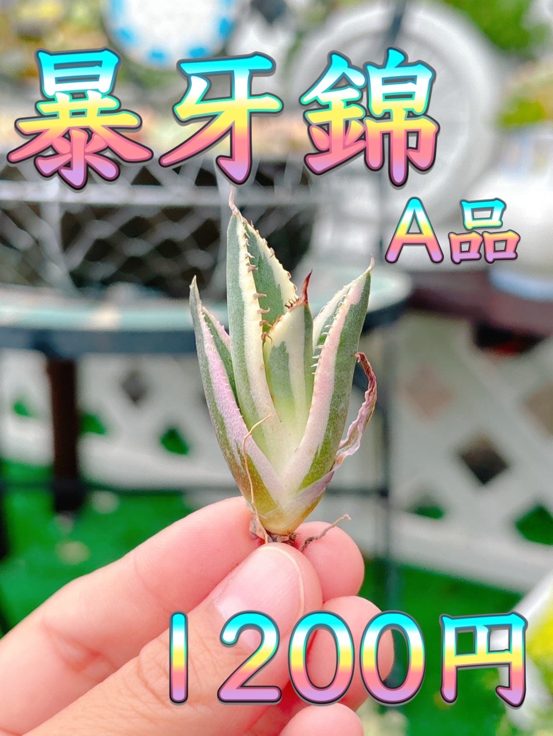 暴牙錦　A品
