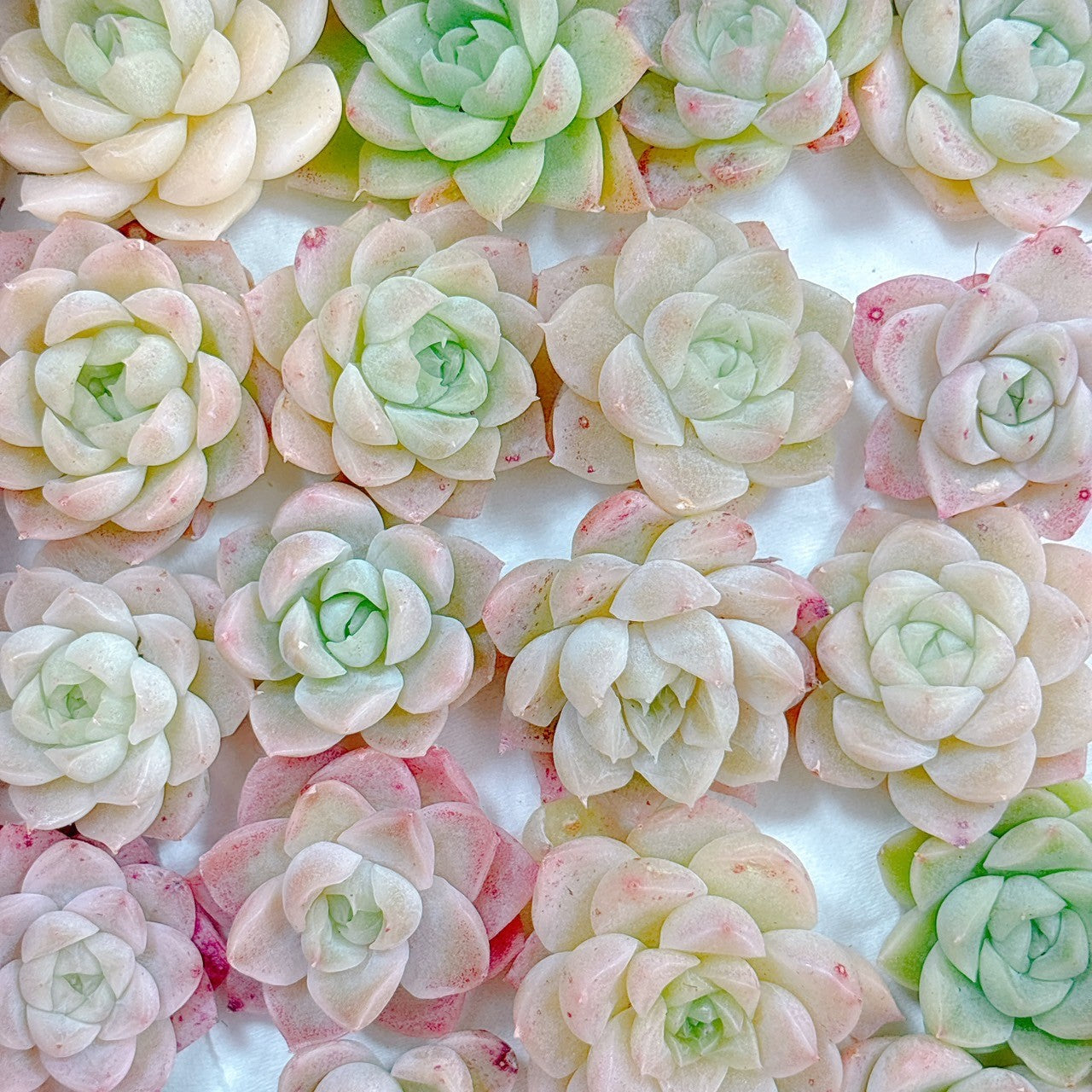 グリーンジェニー A品 – Bull Succulent