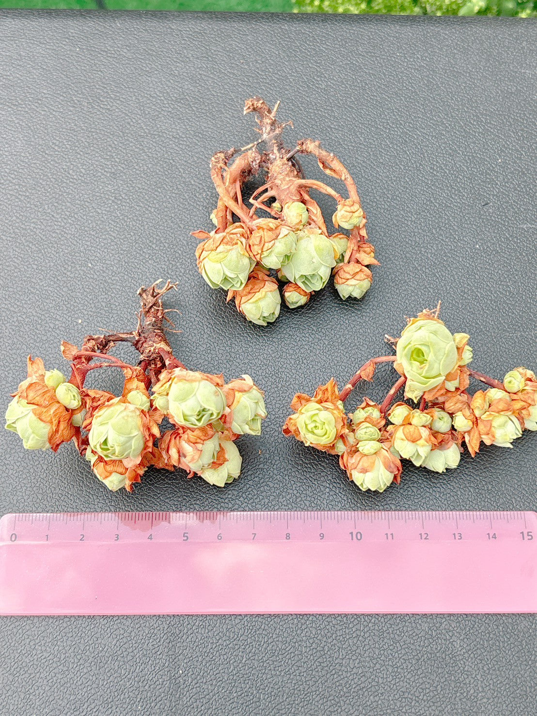 翡翠　A品