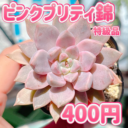 ピンクプリティ錦　特級品