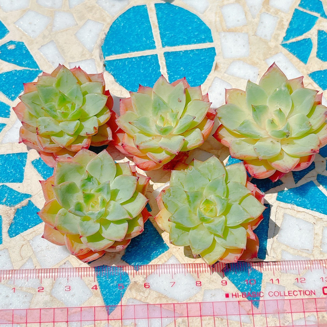 オレンジザラゴーサ　A品